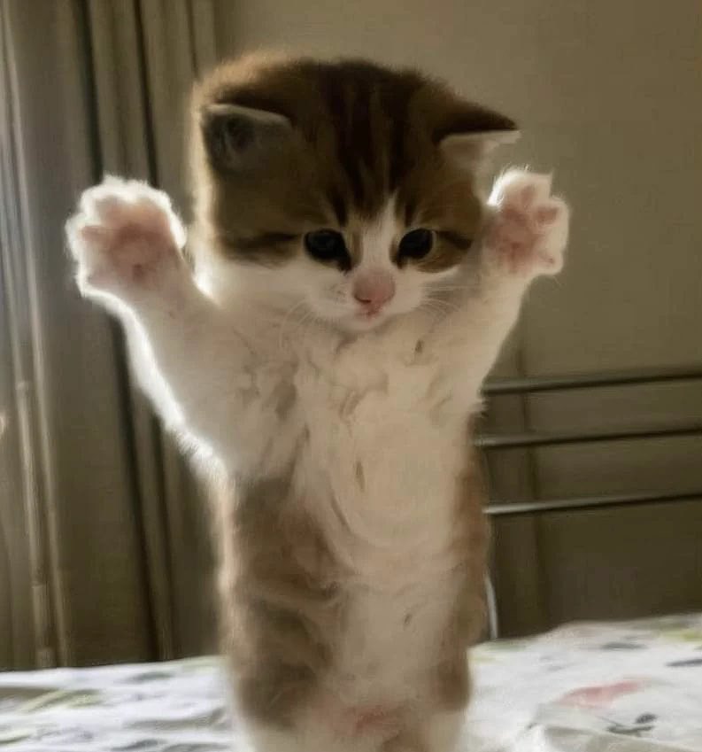 cutebamsrl's tweet photo. แล้วรูปหนายคือแบมบี้ตุวจริงเนี่ย 🐱🤏🏻🤏🏻 https://t.co/oWAyxI6TH0