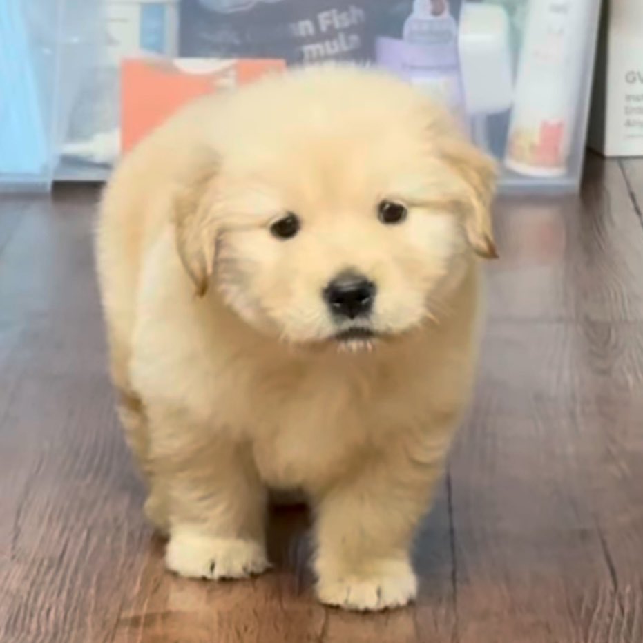 takemybear's tweet photo. เทอนอกใจเค้าเหรอ

ไปดูดวงหรือฝันร้ายมาล่ะ

ปะ ป่าว ･᷄-･᷅ https://t.co/TdLdbrRGTo