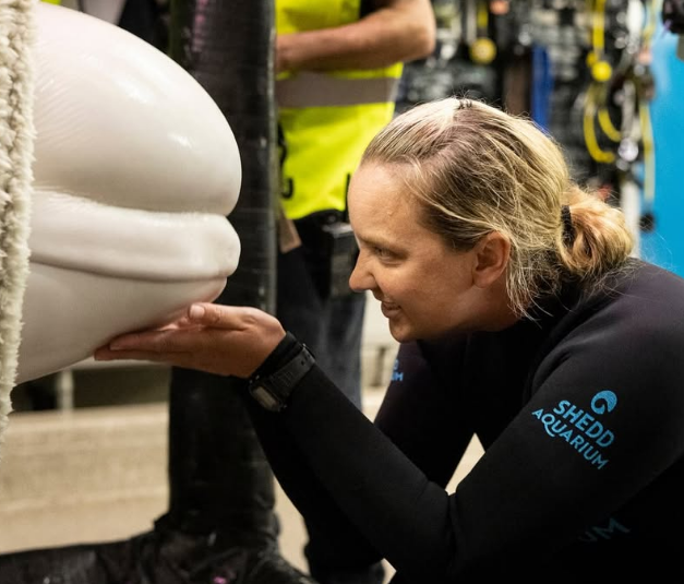 marcusleshock's tweet photo. NEW: Four beluga whales have been rescued by Chicago's Shedd Aquarium. 

Canada's Marineland park closed, which left 30 belugas needing a home. A team of veterinarians and animal care experts from the @shedd_aquarium, @SeaWorld, the @GeorgiaAquarium and the @mysticaquarium teamed up to transport the whales to new locations. 

Four of the female belugas were transported by a cargo jet and a truck to the Shedd. They will not be on display to the public until they are adjusted to their new environment. 

The Shedd said that these rescues "demand extraordinary precision, patience and care."

They'll be sharing more updates as the whales get used to their new home.