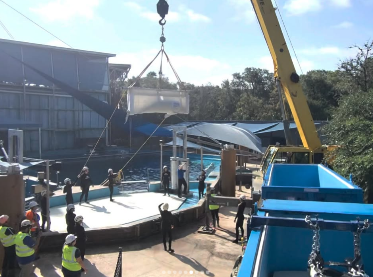 marcusleshock's tweet photo. NEW: Four beluga whales have been rescued by Chicago's Shedd Aquarium. 

Canada's Marineland park closed, which left 30 belugas needing a home. A team of veterinarians and animal care experts from the @shedd_aquarium, @SeaWorld, the @GeorgiaAquarium and the @mysticaquarium teamed up to transport the whales to new locations. 

Four of the female belugas were transported by a cargo jet and a truck to the Shedd. They will not be on display to the public until they are adjusted to their new environment. 

The Shedd said that these rescues "demand extraordinary precision, patience and care."

They'll be sharing more updates as the whales get used to their new home.
