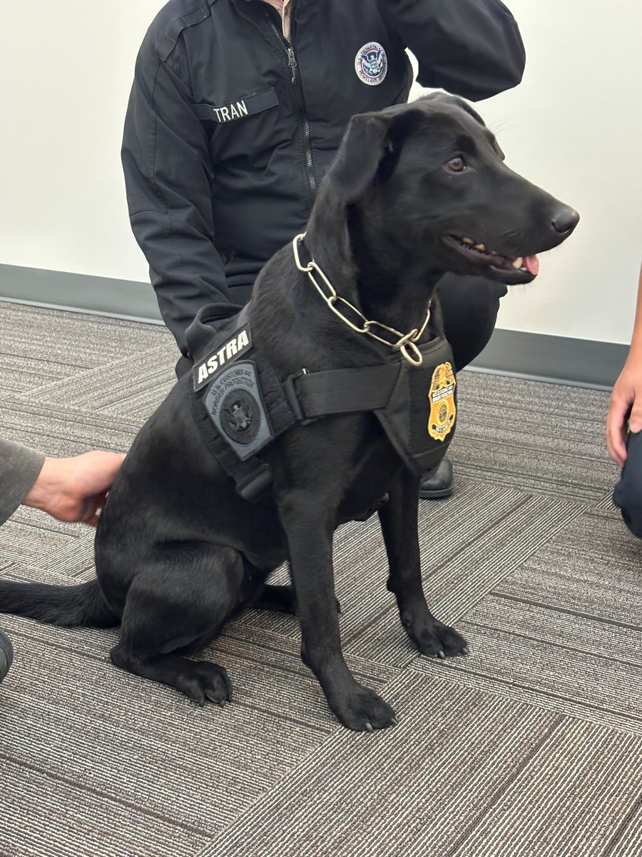 CBPLSSAC's tweet photo. Paws-itive vibes in the CBP lab! 🐾 CBP K9s @blitzen1924 and Astra visit to lab personnel brings smiles and wellness for vital workplace support. 🐕‍🦺 Lab day just got better!! #WorkplaceWellness #LaboratoriesandScientificServices  #Resiliency https://t.co/AjULFEdyqf