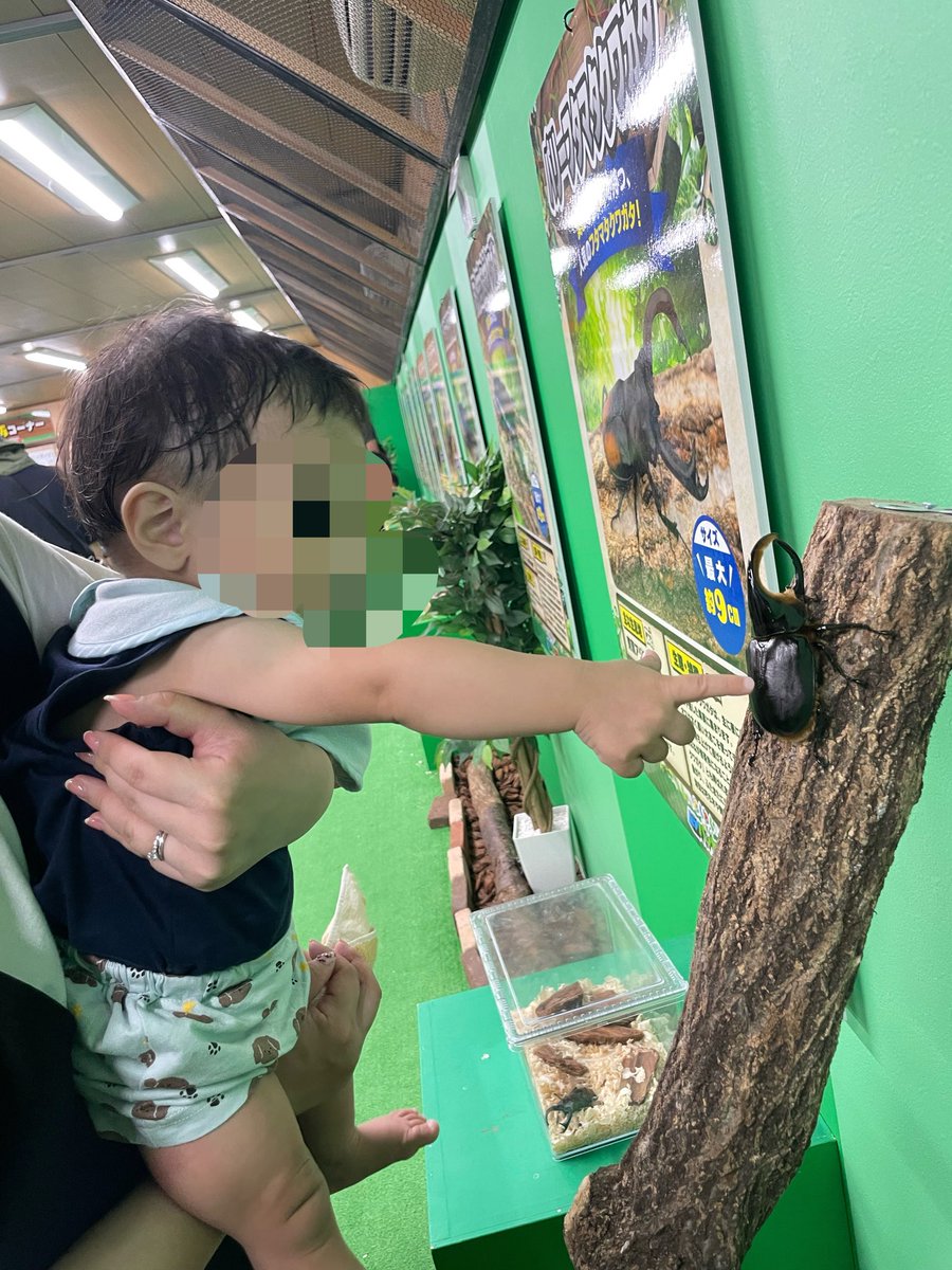 Y2Aub's tweet photo. 最近ぷちカブトムシブームな長男。
そんな長男のためにいっぱいカブトムシやクワガタを見たり触ったりできる場所に行ってきた✌🏻
母は虫嫌いすぎるのでちょっとキモかったです🥹 https://t.co/P5vqxIEjOe