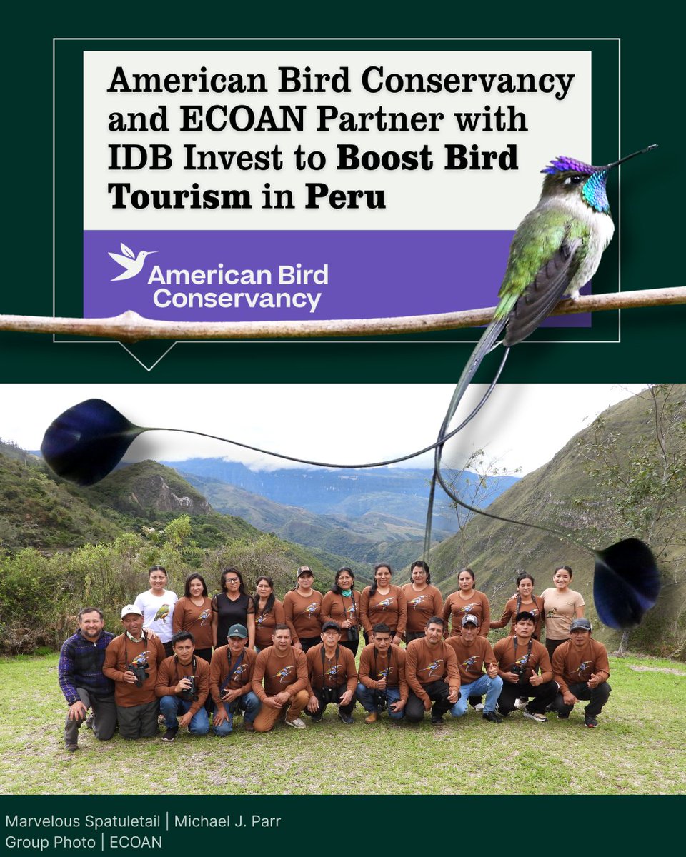 ABCbirds's tweet photo. American Bird Conservancy and our longtime partner Asociación Ecosistemas Andinos (ECOAN) are partnering with IDB Invest to strengthen the Northern Peru Birding Route.
🌎
Learn how:
https://t.co/7XwgxVISNH https://t.co/RSzWoNhV2x