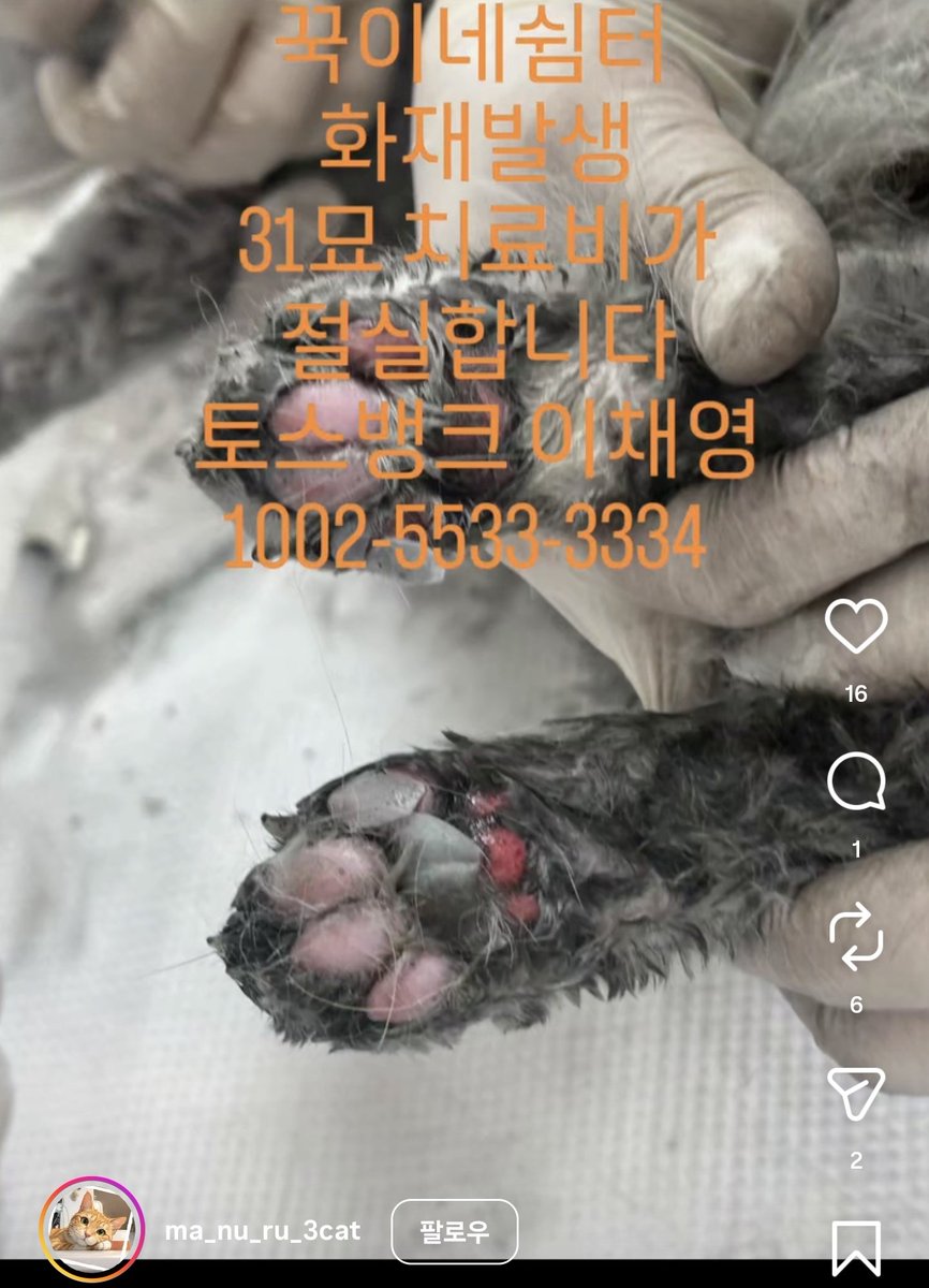 citi_all's tweet photo. @twaniimals 고양이 쉼터 화재로  30마리가 부상입고 16마리가 사망하고 38도의 날씨속에 부상당한채 2마리가 아직 실종상태입니다  많은분들의 관심이 필요합니다 치료와 쉼터복원을 위해 관심 한번씩만 부탁드릴게요
 퇴원후에도 돌아갈곳이없습니다 ㅜㅜ많은분들이 보실수있게  #rt 및 작은후원 부탁드려요 https://t.co/obDkONN4MR