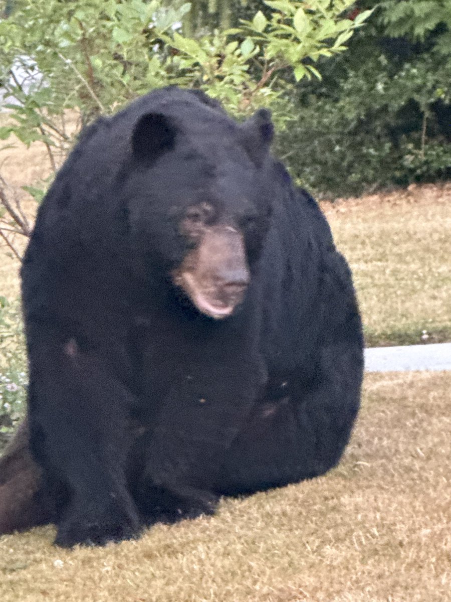 VorosTwins's tweet photo. Saw a cool dog on our morning run! https://t.co/xRHKS4N9nA
