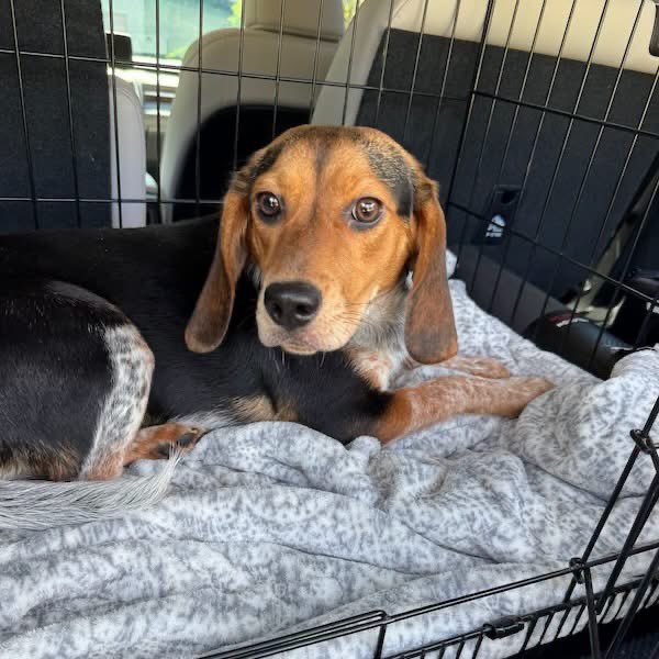 TriBeagles's tweet photo. Adoptable beagle of the day-Laney! https://t.co/PTrmAquMOf https://t.co/RNN8NsMDpj
