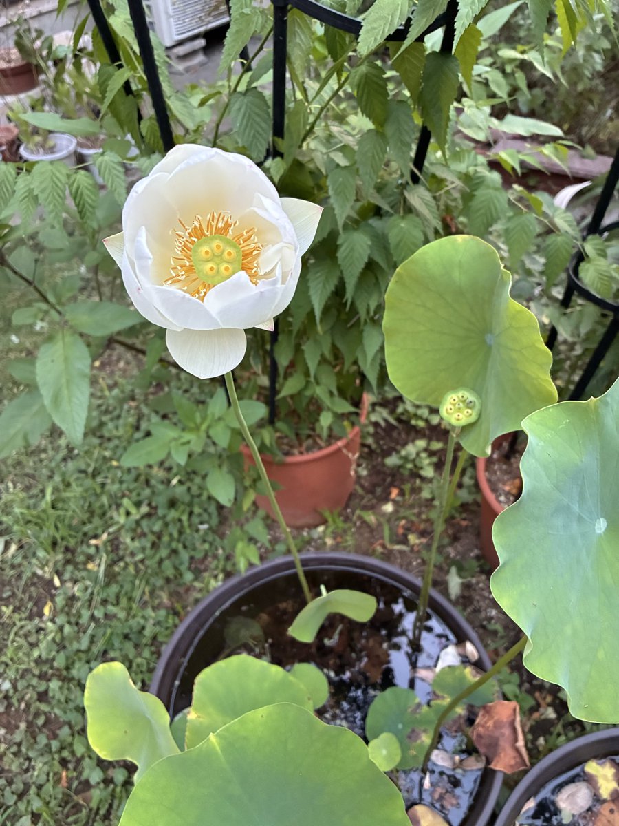 rinmei01's tweet photo. 今朝の蓮
どちらも二本目が開き始め
そしてこれ以上は蕾が見当たらない
去年と同じく、二本ずつしか花が咲かない、、、
今年初めて植え替えたので、来年はもう一本ずつぐらい咲かないかねえ。 https://t.co/txMR1Y2uVQ