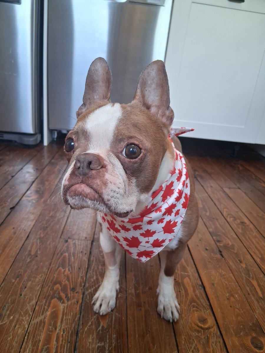 janelainewylie's tweet photo. Adopt BULL! Fostered in #hamilton &amp; available for adoption from https://t.co/UEZk6gMmqF. #toronto #scarbTO #yorkregion #oshawa #Mississauga #NorthYork #Willowdale #AuroraON #Keswick #Markham #eastyork #danforth #caledon #DurhamRegion #RichmondHill #vaughan #oakville #miltonON https://t.co/cD1FfuFN2V