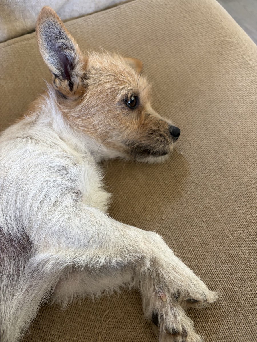 daughterofapm's tweet photo. @BertDalziel Big, fat, happy, old cat and new rescue dog coming to us in Sept (after awful premature death of previous precious dog in Jan). I’m sorry about your parents’ lovely dog. https://t.co/gGinKALeJR