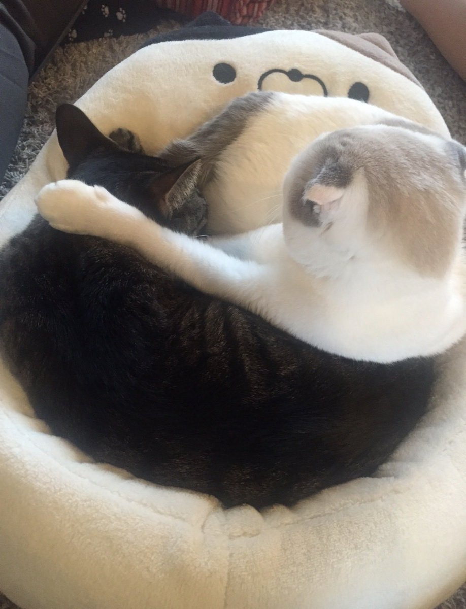 crdrktm's tweet photo. @CatApartment もっちー最後まで本当にがんばったね😭
全然応援に行けなくて申し訳ない気持ちでいっぱいです。
お店の時からたくさんの癒しをありがとう🥺❤️‍🔥
もうつらくないね。
ココさまときにゃこによろしくね。
お空でいっぱいクセ強フミフミふげぇぇしてね。
もっちー大好きだよ｡ﾟ(ﾟ´ω`ﾟ)ﾟ｡！！ https://t.co/egseFVrR1o