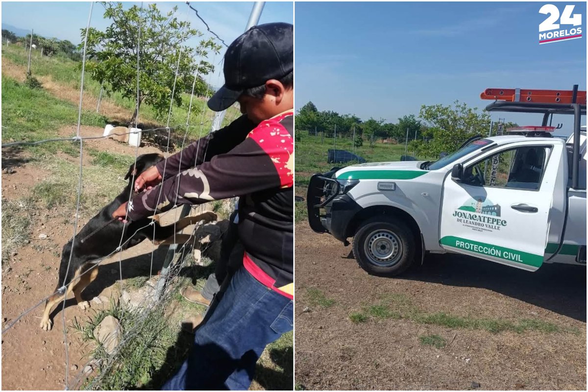 24_morelos's tweet photo. ¡RESCATAN A PERRITO EN JONACATEPEC!
Elementos de #ProtecciónCivil retiraron una varilla que un perrito tenía amarrada al cuello, luego de que ciudadanos denunciaran el caso a través de redes sociales en el municipio de #Jonacatepec.
La intervención se realizó desde el exterior del domicilio, ya que no fue localizado el propietario del inmueble. Las autoridades informaron que el caso permanecerá bajo vigilancia y advirtieron que, de detectarse indicios de #maltrato o negligencia, se presentará la denuncia correspondiente ante la #Fiscalía.