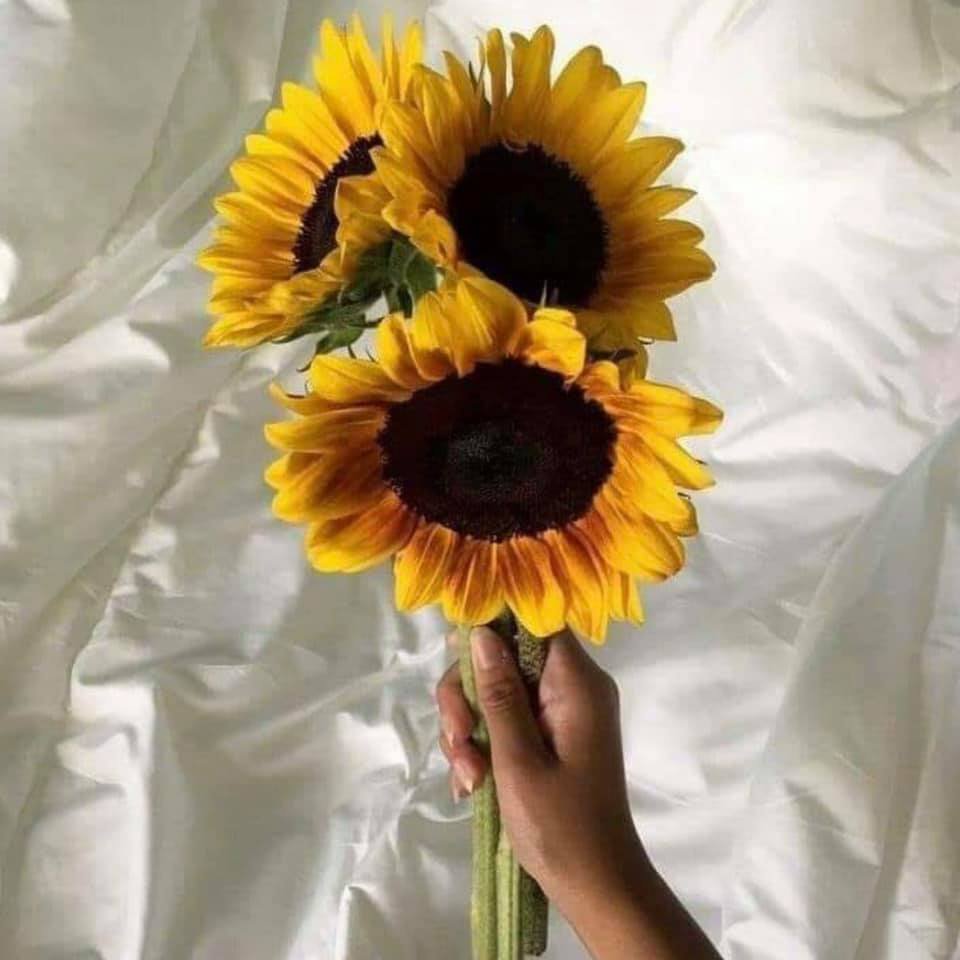 aestheticspost_'s tweet photo. Sunflowers. 🌻 https://t.co/VXpNhDVuIX