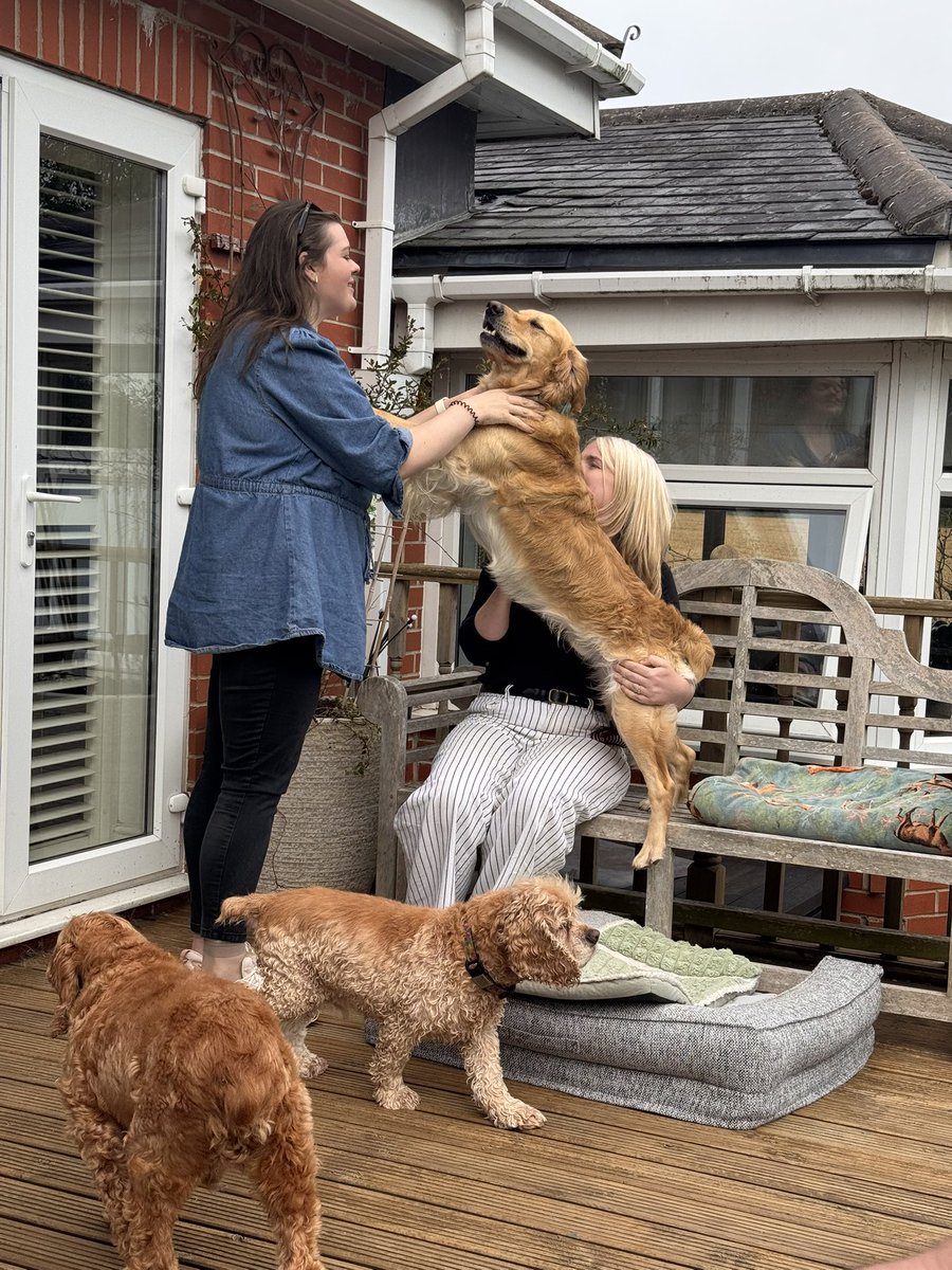 SpanielsSuper's tweet photo. #DarlingDexter monopolised the #CuddleQueue last night, he had HuSis & HuSis in Law both cuddling him at the same time while we waited patiently for our turns #PushedIn #NotFair https://t.co/xNSS6ZDrxk