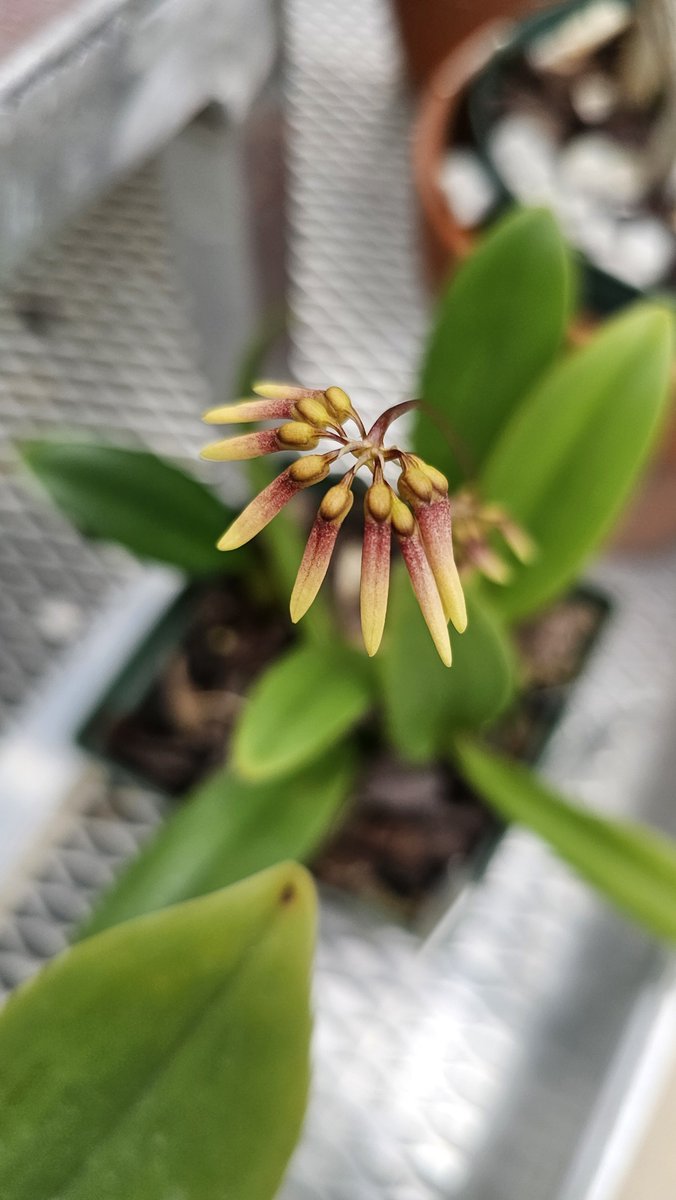 BlueRidgeOrchid's tweet photo. Bulbophyllum Daisy Chain https://t.co/QAPDKi9aoX