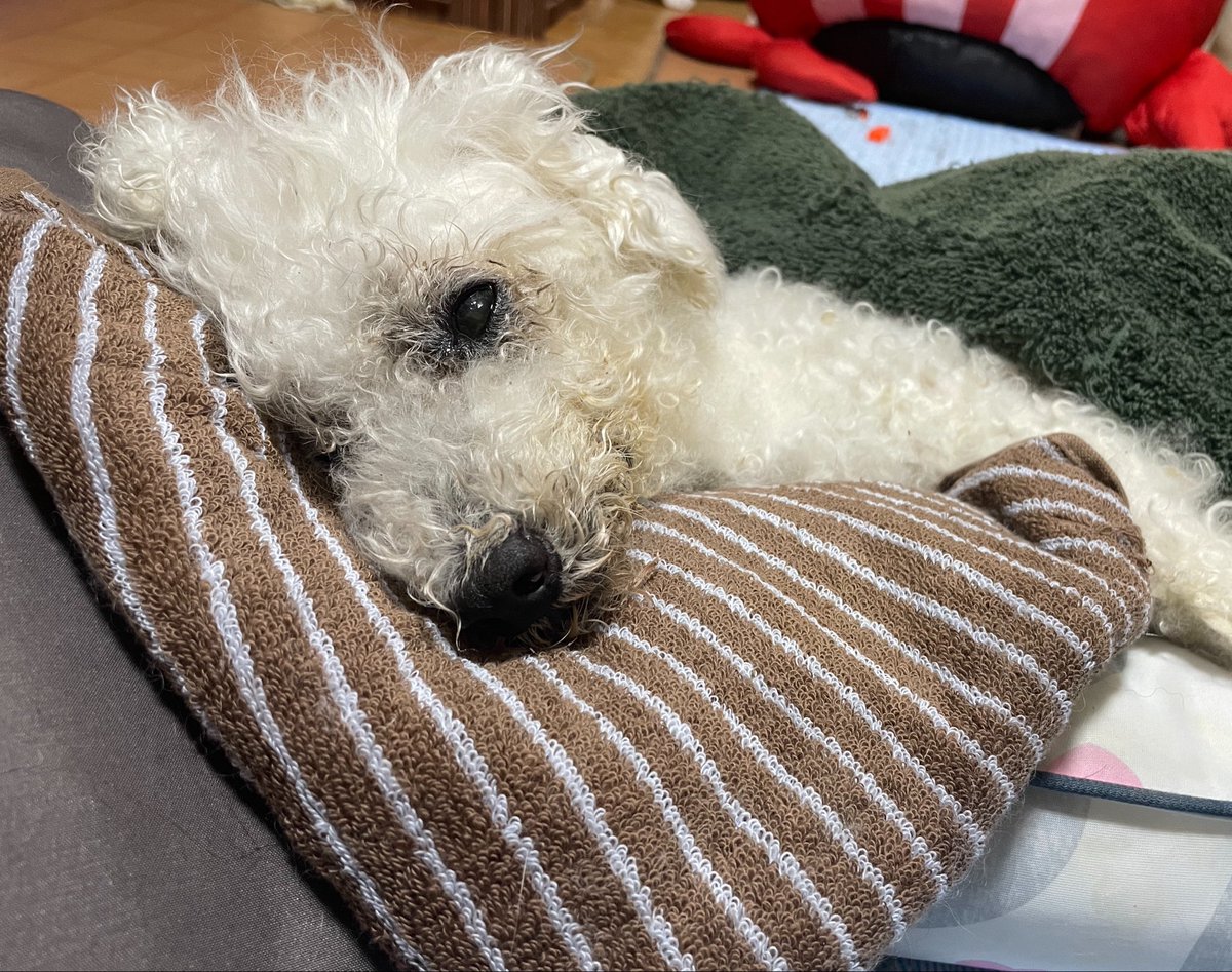Kuuto124's tweet photo. ずーーっと目があってる気がする。

まだ目見えてるかなぁ。
かわいいなぁ。

#ビションフリーゼ
#秘密結社老犬倶楽部 https://t.co/FTlLn0V2Mg