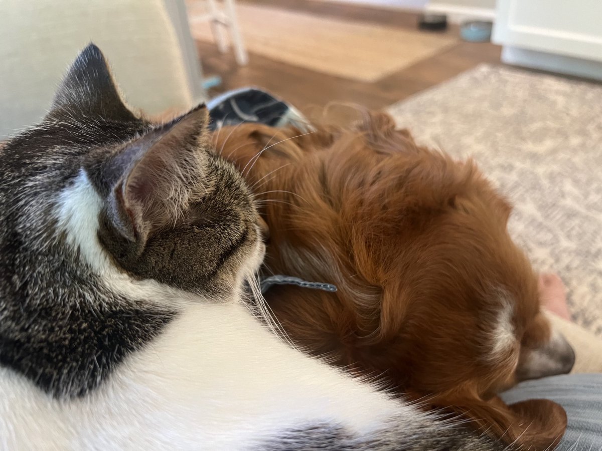heyZeustoast's tweet photo. Cat Dog https://t.co/Apeb2GTV99