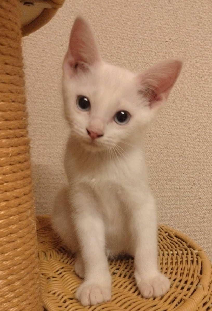 shizuyo55's tweet photo. ママ猫ちゃんがごはんも水もない、熊が出る地域で一生懸命守った3兄妹
元気なかわいい姿みてあげてください✨

おなかもポンポン😂

ママ猫ちゃんは保護ハウスで毎日栄養フードを食べて猫風邪治療中♡♡♡

白い子猫ちゃん里親様募集中
幸せになろうね❤ https://t.co/Dq48QCDHBD