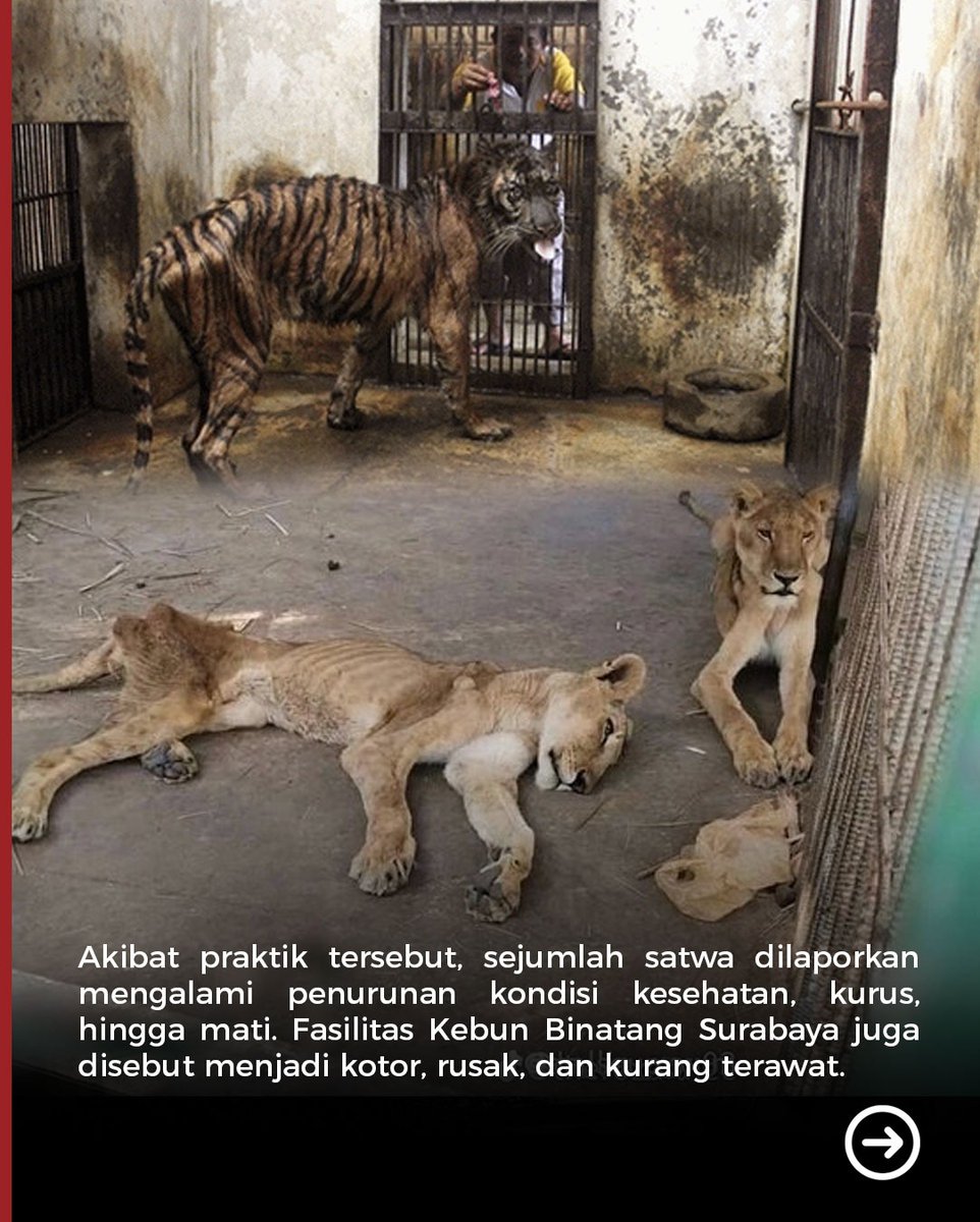 tvOneNews's tweet photo. Mantan Dirut Kebun Binatang Surabaya ditetapkan sebagai tersangka dugaan korupsi Rp10,2 miliar yang diduga membuat satwa kekurangan pakan hingga mati serta fasilitas kebun binatang terbengkalai.

#PhotoStory #StoryOne #KebunBinatangSurabaya #Korupsi #KejatiJatim #Surabaya #PS02 https://t.co/Yt21NILT5Z