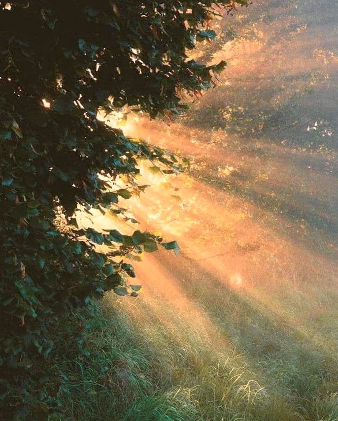 dreamyyarchive's tweet photo. There's something healing about sunlight filtering through the trees 🌳 https://t.co/6zvxadNtHg