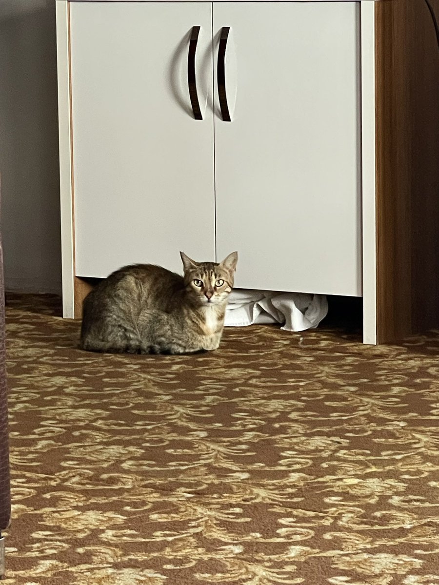 Ronahizm's tweet photo. 10 dakika kapıyı açık bıraktım odama davetsiz misafir girdi bir de öyle rahatındaki oturup bana bakıyor etrafa bakıyor :)) https://t.co/aSFhC4Sgwj