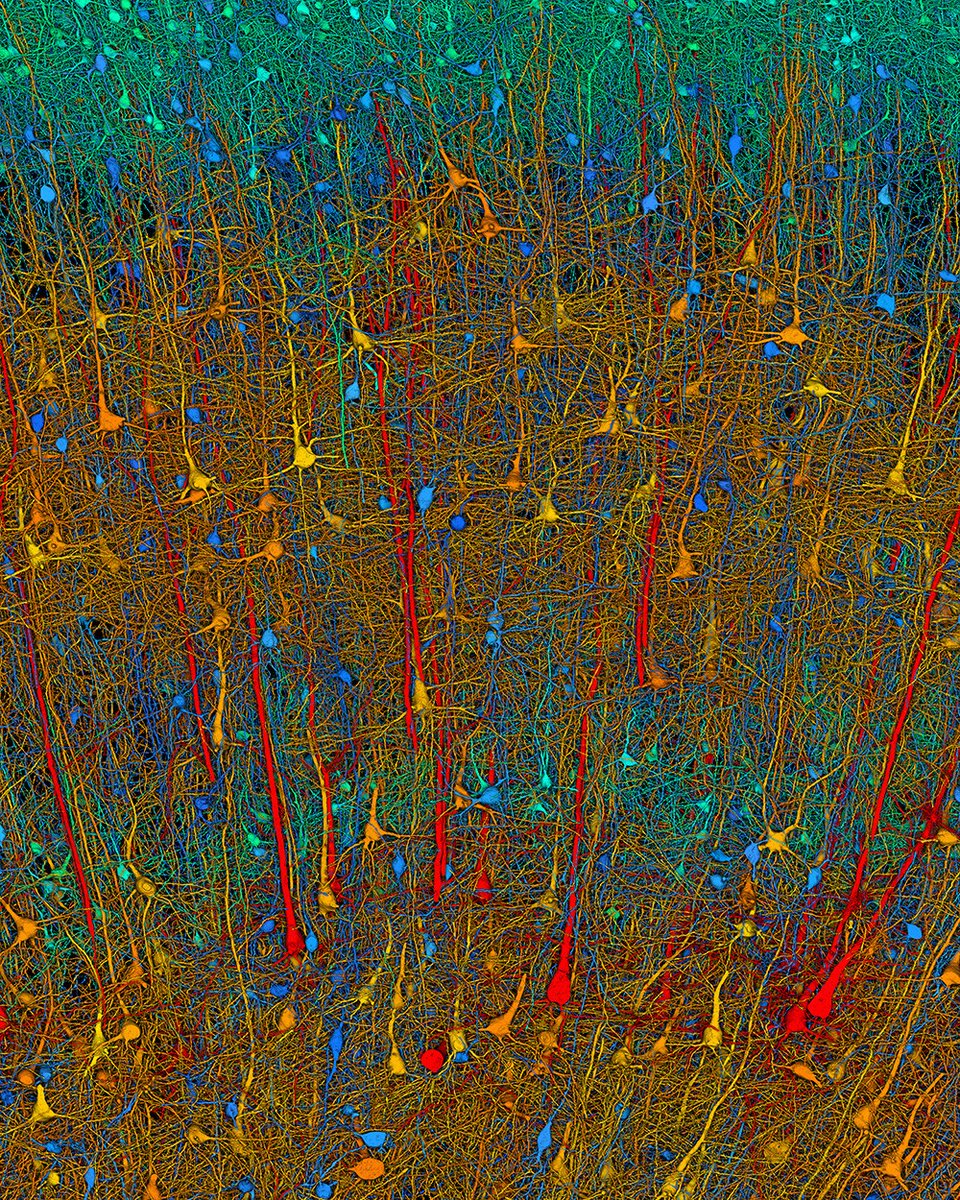 ScienceMagazine's tweet photo. Using more than 1.4 petabytes of electron microscopy (EM) imaging data, researchers generated a nanoscale-resolution reconstruction of a millimeter-scale fragment of human cerebral cortex, providing an unprecedented view into the structural organization of brain tissue at the supracellular, cellular, and subcellular levels. ⁠
⁠
The human brain is a vastly complex organ and, to date, little is known about its cellular microstructure, including the synaptic and neural circuits it supports. Disruption of these circuits is known to play a role in myriad brain disorders. Yet studying human brain samples in such great detail comes with a host of challenges, ranging from technological limitations to the availability and preservation of tissue samples from healthy individuals. ⁠
⁠
In a 2024 Science study, researchers performed a high-resolution EM reconstruction of the ultrastructure of a cubic millimeter of human temporal cortex. According to the authors, the reconstruction contains roughly 57,000 cells, about 230 millimeters of blood vessels, and nearly 150 million synapses, comprising 1400 terabytes of data. The authors generated a three-dimensional reconstruction of nearly every cell and process in the cubic millimeter sample and developed a freely available tool for visualizing and analyzing the vast dataset.⁠
⁠
Learn more on #WorldBrainDay: https://t.co/ye8JncNkrJ