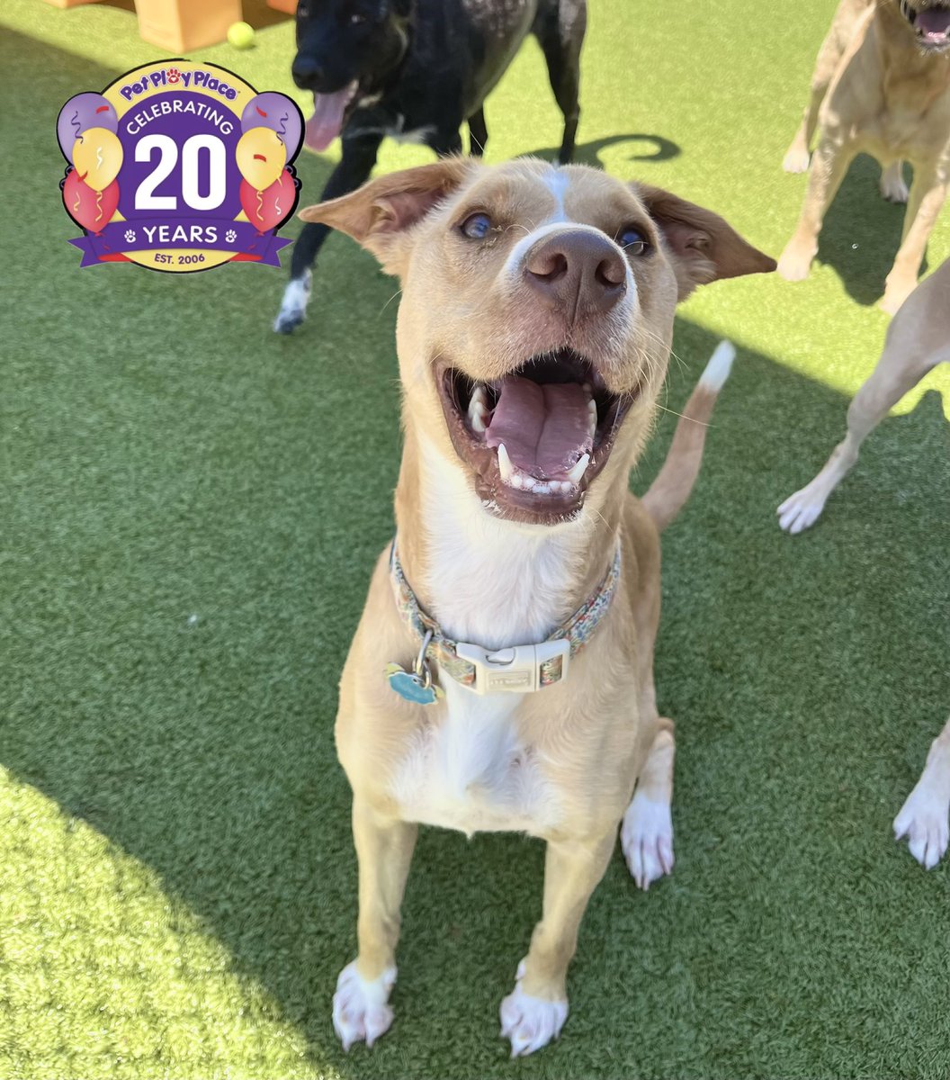 petplayplace's tweet photo. Today's Pet Play Place Canton "Pet of the Day" is Ginger! https://t.co/B89djx2fjA