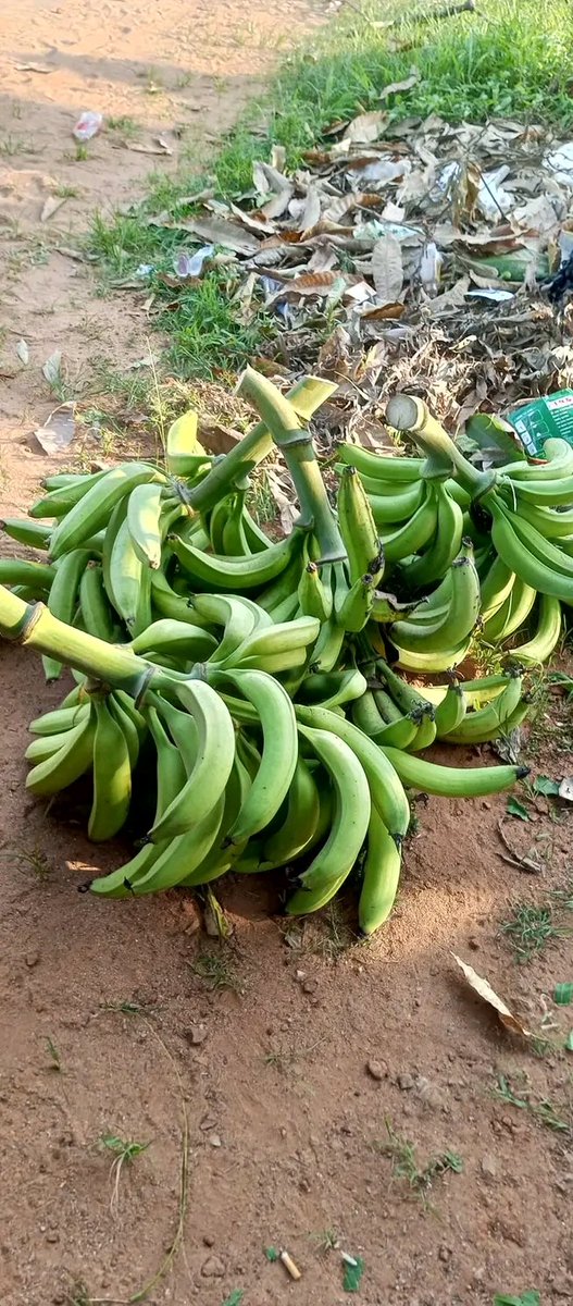 FirstKingEntert's tweet photo. I think it's time we choose a day here to promote farmers and their produce.

I have had series of dm from some of us here and on WhatsApp finding it difficult to sell off their harvests especially vegetables.

I don't have that large audience, but with our collective supports https://t.co/t0CyFZEtsJ