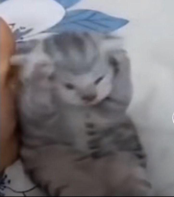142jeahyun's tweet photo. @surrgeon_ the voice says meooowwrggggg https://t.co/qfsKTSCGAU