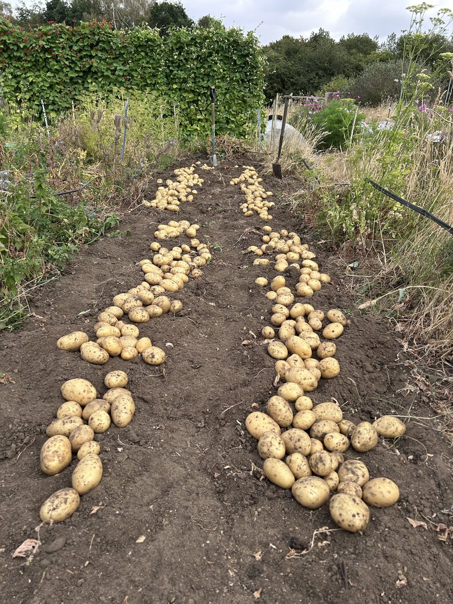 LoveGrowingVeg tweet picture