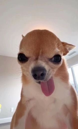 CuteDogMagic's tweet photo. 😋 https://t.co/XfwZp2WaYg