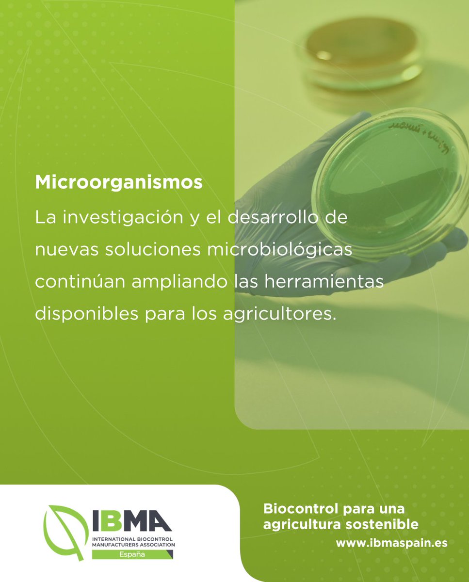 ibmaspain's tweet photo. 🌱 ¿Cómo de bien conoces el #biocontrol?

Los #microorganismos ofrecen soluciones innovadoras para proteger los cultivos frente a plagas y enfermedades.

📸 Descubre por qué su papel será cada vez más importante en la agricultura del futuro. https://t.co/u5C2pGe1yq