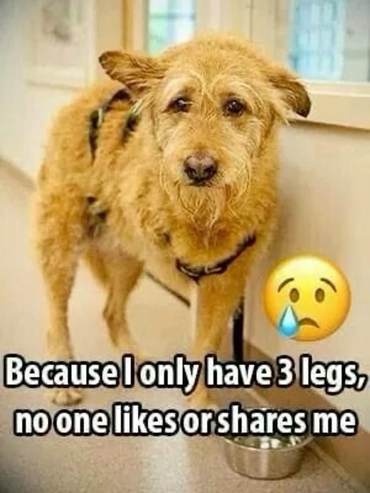 puppiesDoglover's tweet photo. https://t.co/emhy4CvO9B