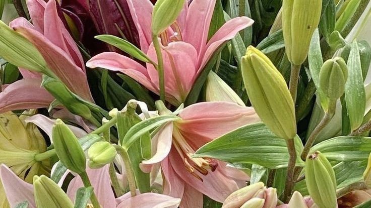 naturehealyou's tweet photo. this colours combination>> https://t.co/6pNvyxc5eu