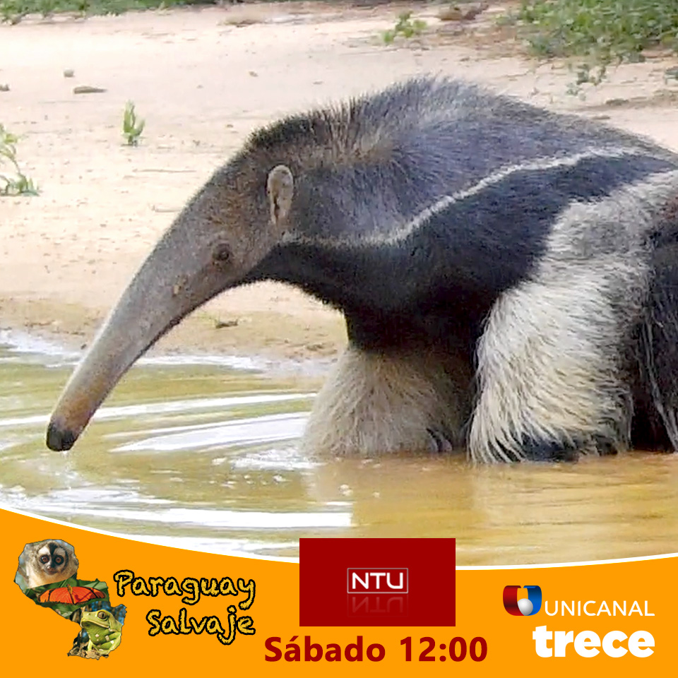 ParaguaySalvaje's tweet photo. Conocés el jurumi? Te le mostramos hoy 
A partir de las 12:00 horas en NTU por TRECE y UNICANAL! https://t.co/4D4KsNUgnq