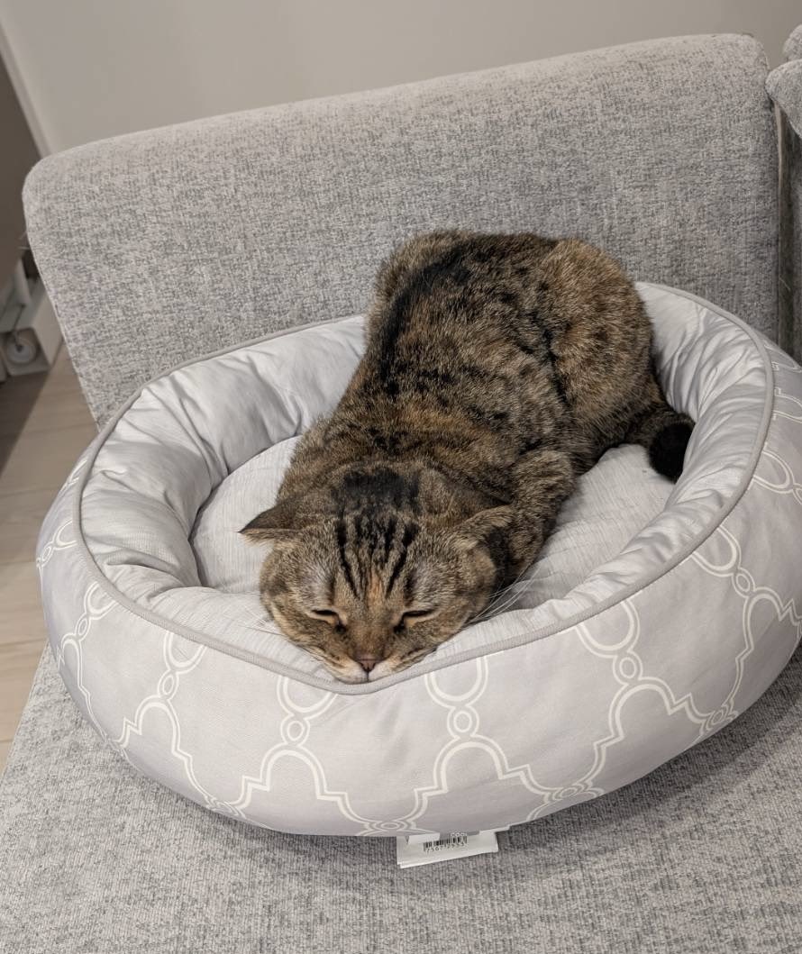 matsutake_cat's tweet photo. ひんやりベッドでツチノコになっちゃった まつたけ https://t.co/k1XCQoET9B