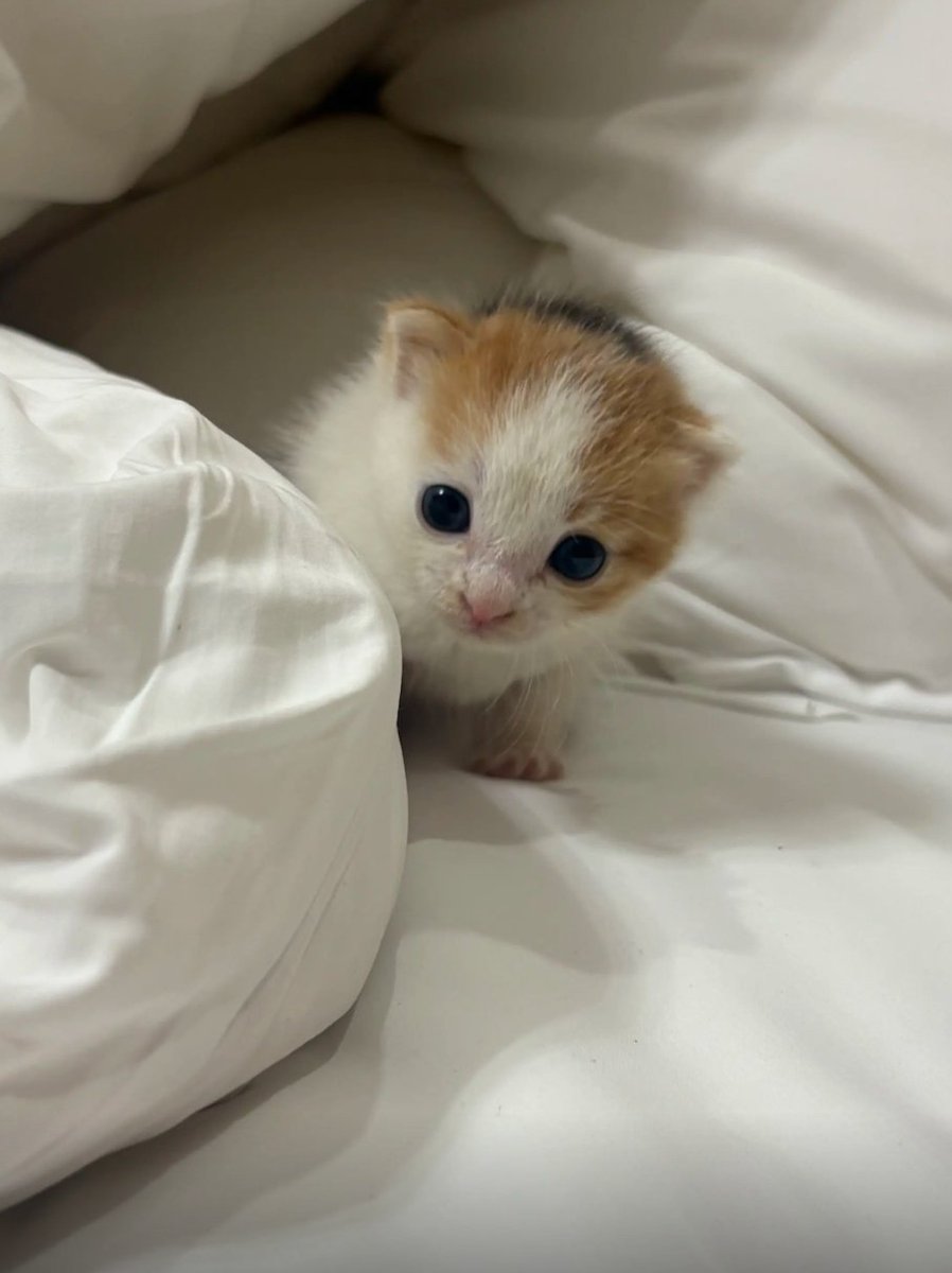 culAnimal's tweet photo. https://t.co/toWcKkTYBE