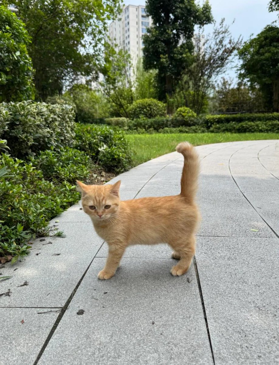 peaceful_dev_'s tweet photo. this "cat" is currently #1 trending on Reddit right now - 15k likes in 4 hours

It reminds me of OG runners where everything was simple and memeable. People are calling this cat a "textbook cat" because she looks exactly like... you would expect a cat to look. 

Look at all the comments as well. I will pay DEX if people like it.

https://t.co/i39sSLTZzO