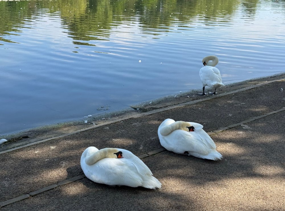Mia_86_'s tweet photo. Lazy swans soaking up the quiet sunshine😉 https://t.co/O6JcNxEKqO