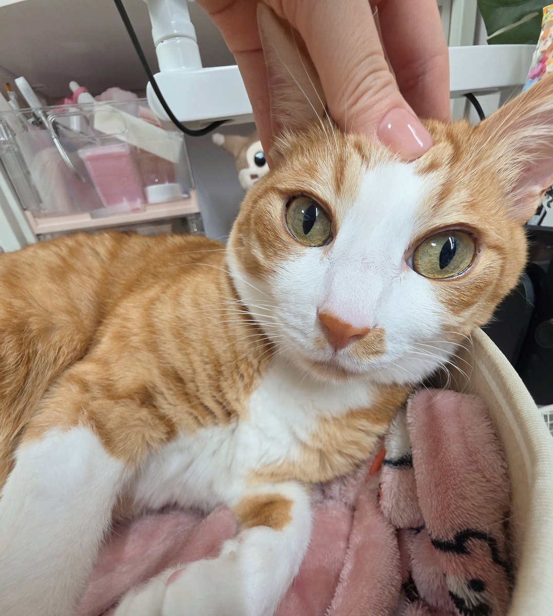 kimodeng0314's tweet photo. 고양이 주무르기는 도대체 어떻게 참나요 https://t.co/qbxoYpgq3W