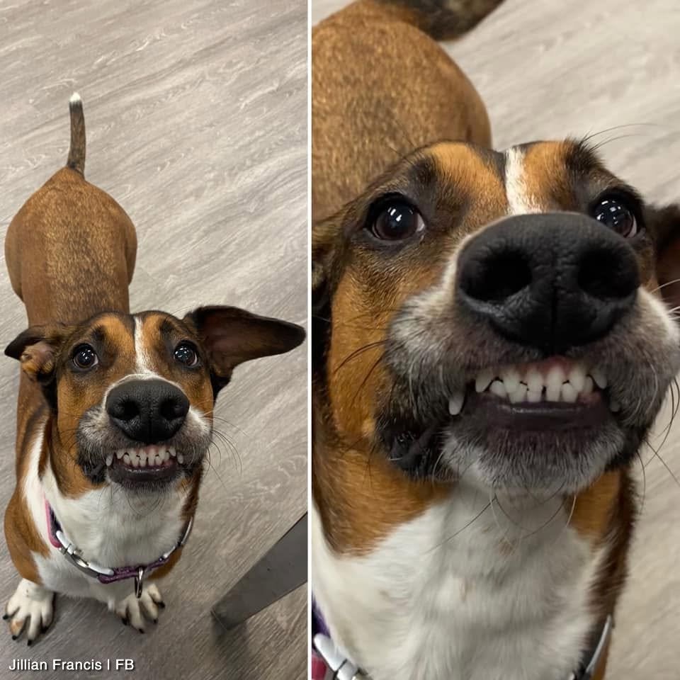 BichinhosFB's tweet photo. "Filho, dá um sorriso pra foto" https://t.co/5reCngZPgD