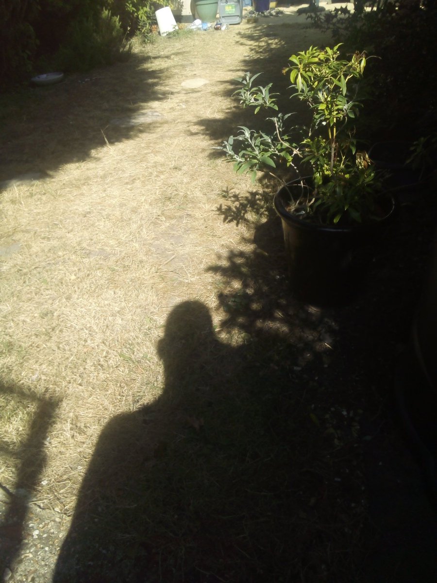 PassinghamJames's tweet photo. A RANDOM PHOTO I TOOK YESTERDAY OF,
MY "SHADOW" 😄 https://t.co/tKvYl2nqiF