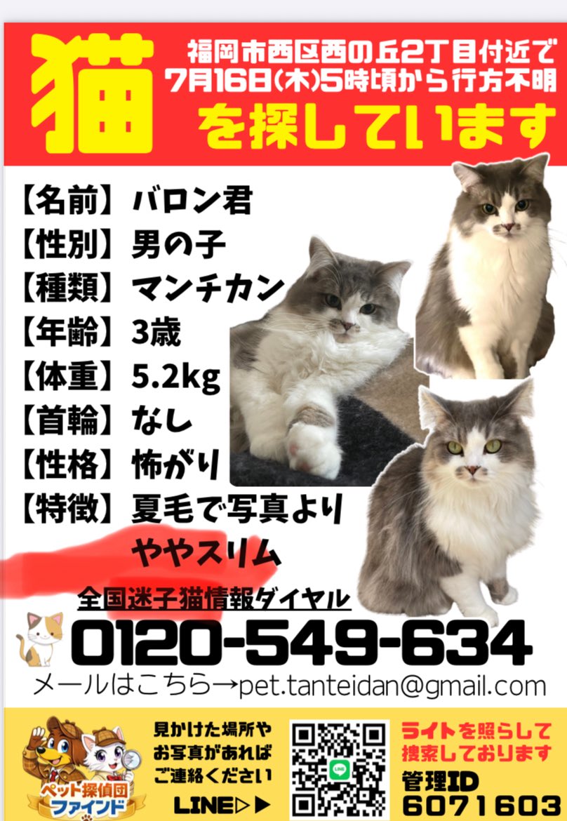 q9yob's tweet photo. 【猫を探しています🐈】

2026年7月16日
福岡市西区西の丘2丁目付近で飼い猫が行方不明になりました。

該当の地区の方まで拡散したいのでリポストしていただけると大変助かります🙇🙇

#迷い猫　#保護猫　#マンチカン　#福岡　#迷子猫 https://t.co/tcbIQccoO3