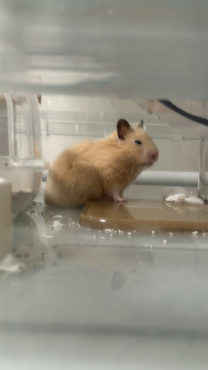 ぼんてん🐹 tweet media