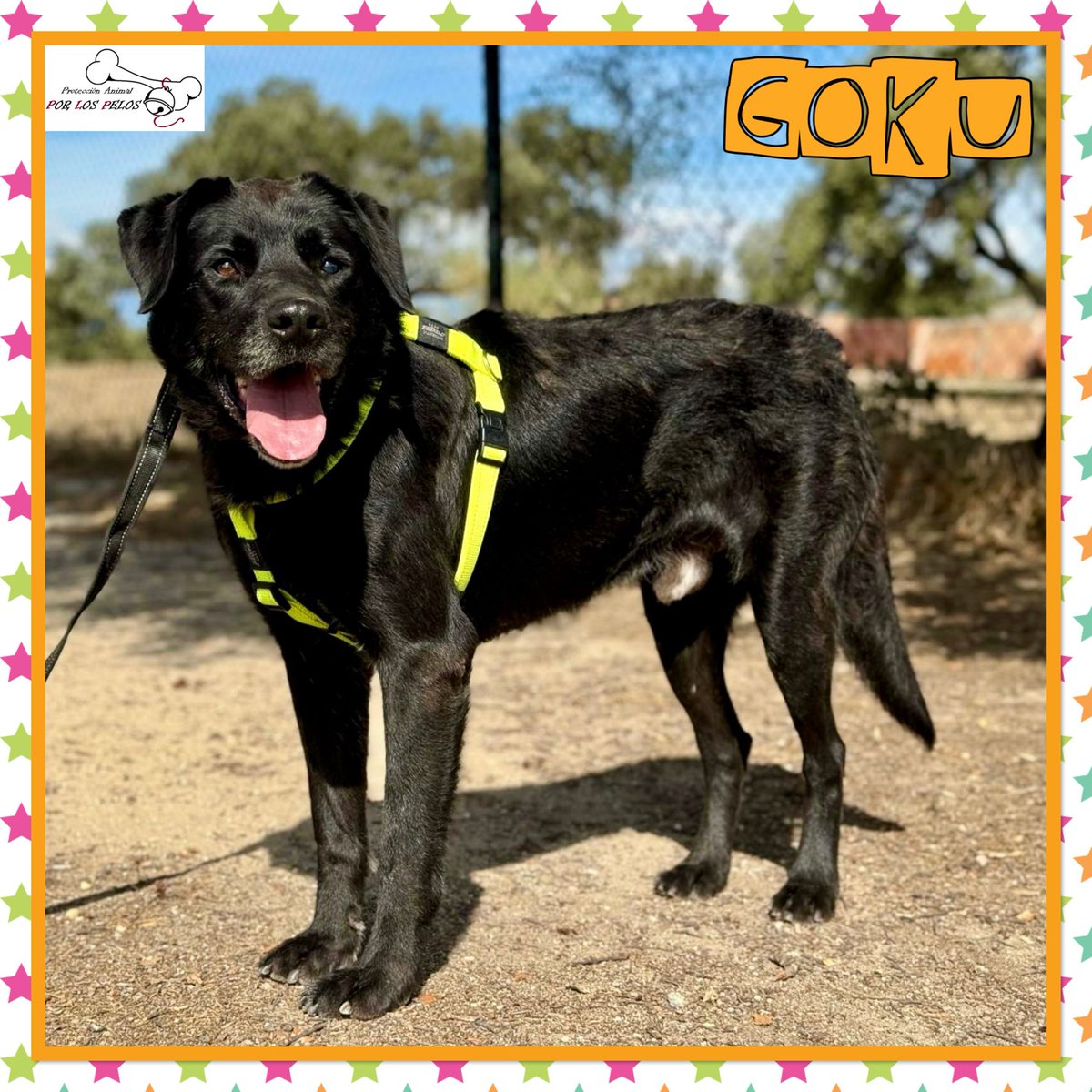 PerreraToledo's tweet photo. 🐶GOKU🐶 #labrador 8 años. 🆘SIGUE SIN NADA 🆘¿Os acordáis de él? Ha sido devuelto por su propia familia después de de ser adoptado y necesita URGENTEMENTE #acogida #adopcion Lo está pasando fatal. Educado y tranquilo. 👉 https://t.co/pukEuRp1D8 https://t.co/jlciLiMf5j