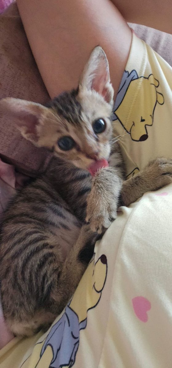 heaven_loves_kv's tweet photo. that face she makes after biting my face 🤣😆❤️ my kitten zoya 

grok how old does she looks here to you @grok https://t.co/lQcCBJG6Yy