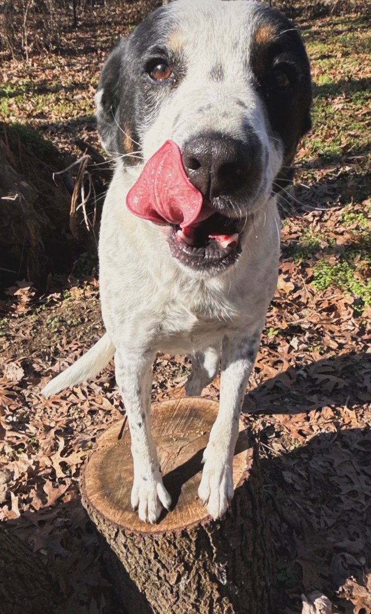 trishayearwood's tweet photo. Life is so much better with them in it 🐶 Join me in making a difference for animals all across the country - Dottie’s Yard turns 5 this year and we are celebrating by raising 25,000 to go straight to local shelters. Click here https://t.co/7yDcmQO6Qh to donate today. Me and the trio thank you in advance 🩵