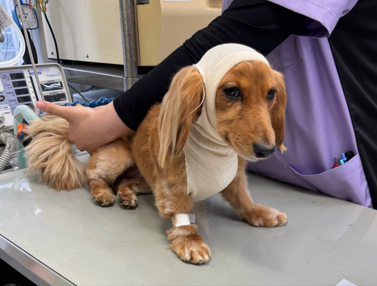 belltterxx's tweet photo. 🐕ベルさん
6月中旬、パピーの頃から喉に老廃物の塊の腫瘍があり大きくなってきたので日帰り手術しました。
迎えに行ったら可愛すぎる姿になってました😍麻酔で少し朦朧中。
#ダックスフンド
#ミニチュアダックスフンド
#トゥクトゥク犬 https://t.co/qkdxk0IvvG