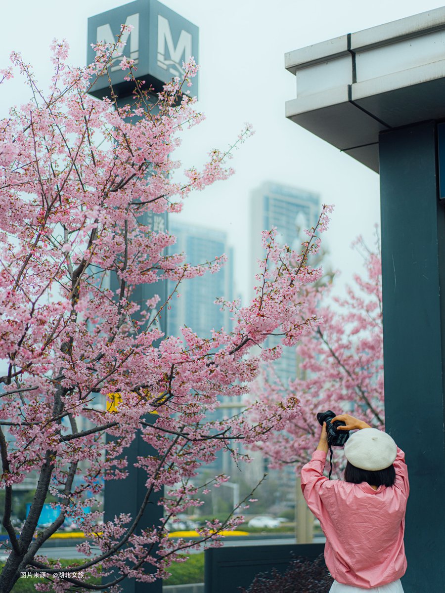 HoratioMig99302's tweet photo. Spring breeze + blooming cherry blossoms = perfect afternoon https://t.co/J60rOPEknn