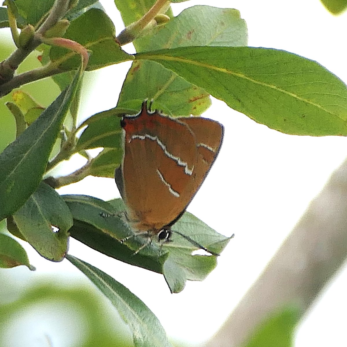 thremnir's tweet photo. Went out to #Ballard Townland: overcast, with a strong breeze, but the warmth of the air stream was unreal. There were brown hairstreaks flying at 8:20pm, which is a bit mad. Best pic I could get at a few m distance in the fuzzy light:- https://t.co/DTC87RorFW