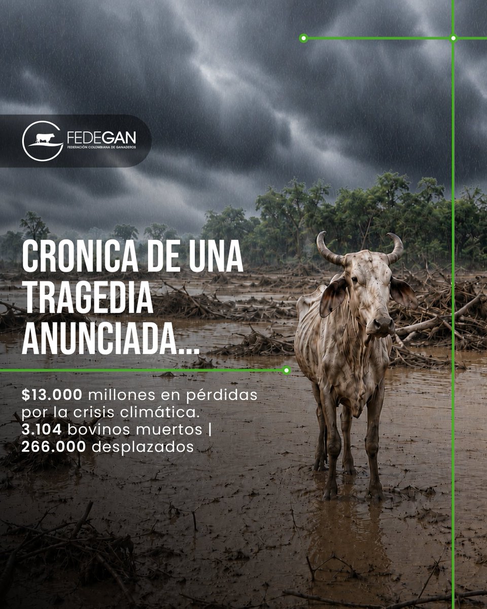 Fedegan's tweet photo. 📢 Crónica de una tragedia anunciada 📢

🐂 3.104 bovinos muertos
📍 266.000 desplazados
💰 Más de $13.000 millones en pérdidas

El campo colombiano enfrenta una de las crisis más difíciles de los últimos años. Mientras las inundaciones mantienen bajo el agua y el lodo amplias zonas de los Llanos Orientales, la sequía en la Costa ya está cobrando la vida de cientos de animales y dejando millonarias pérdidas para miles de familias ganaderas.

Hoy hacemos un llamado al presidente Abelardo de la Espriella @ABDELAESPRIELLA para que, una vez asuma la Presidencia, el campo sea una prioridad desde el primer día. Esta crisis apenas comienza.

#SOSGanadero @jflafaurie